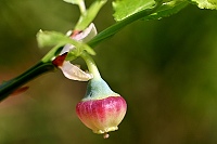 květ borůvky