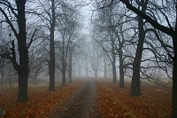v zajetí podzimních mlh