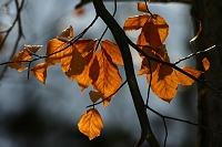 barvy podzimu