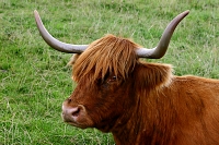 skotská kráva