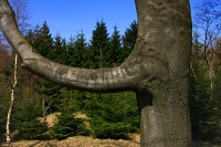 sloní strom