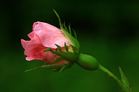 šípková růže