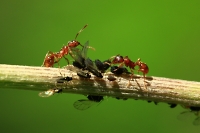 mravenci a mšice