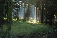 Světlo v lese