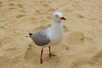 Racek