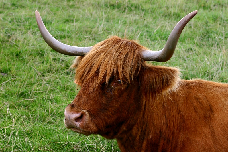 Skotská kráva - Aberdeen Angus.