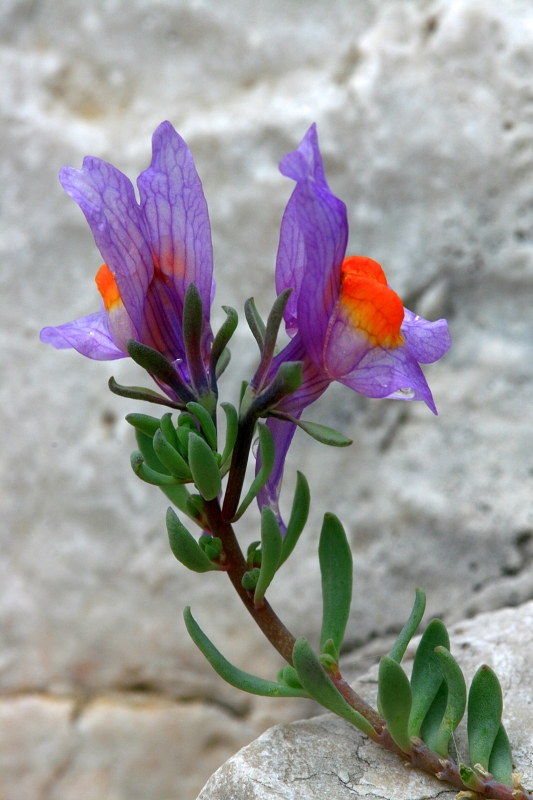 Linaria alpina.