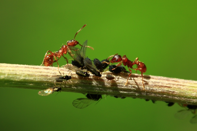 Mravenci a jejich stádo mšic.