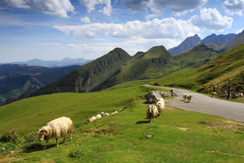 Ovce na Col d  Aubisque.