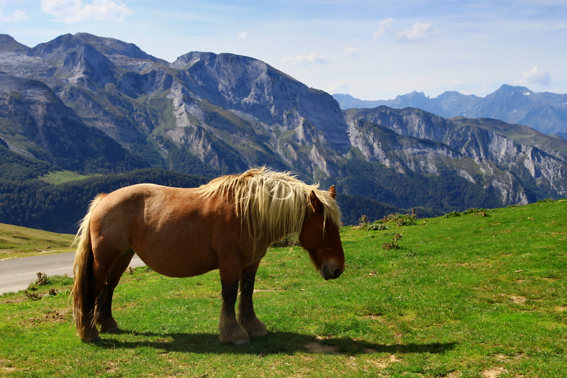 Koně na Col d  Aubisque.