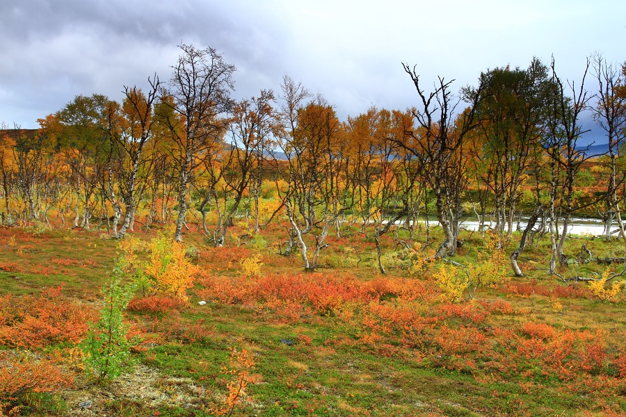 Podzimní barvy na hranicích Norska a Švédska.