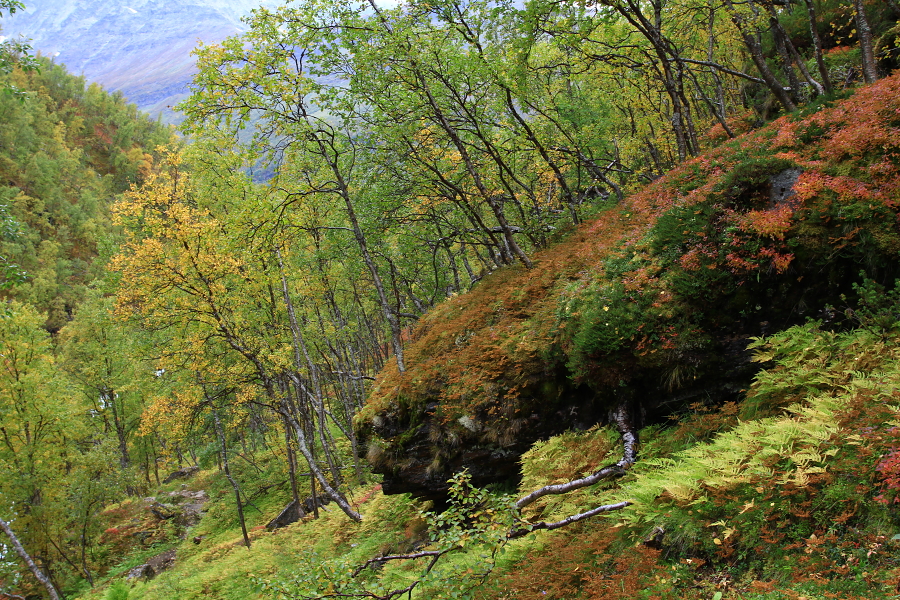 Lyngsdalen