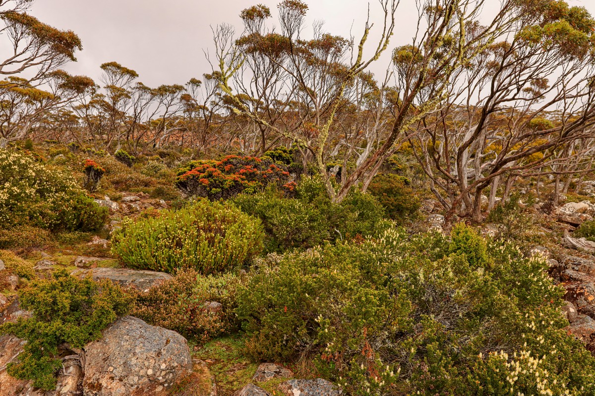 kunanyi / Mount Wellington