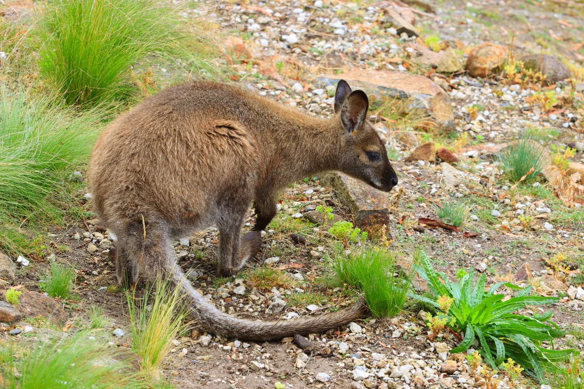 Wallaby